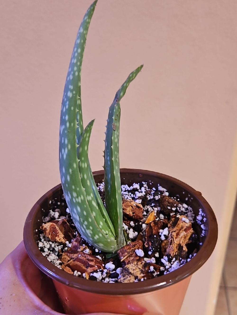 Aloe Vera Plant Pup Bundle Of 3 Pups.
